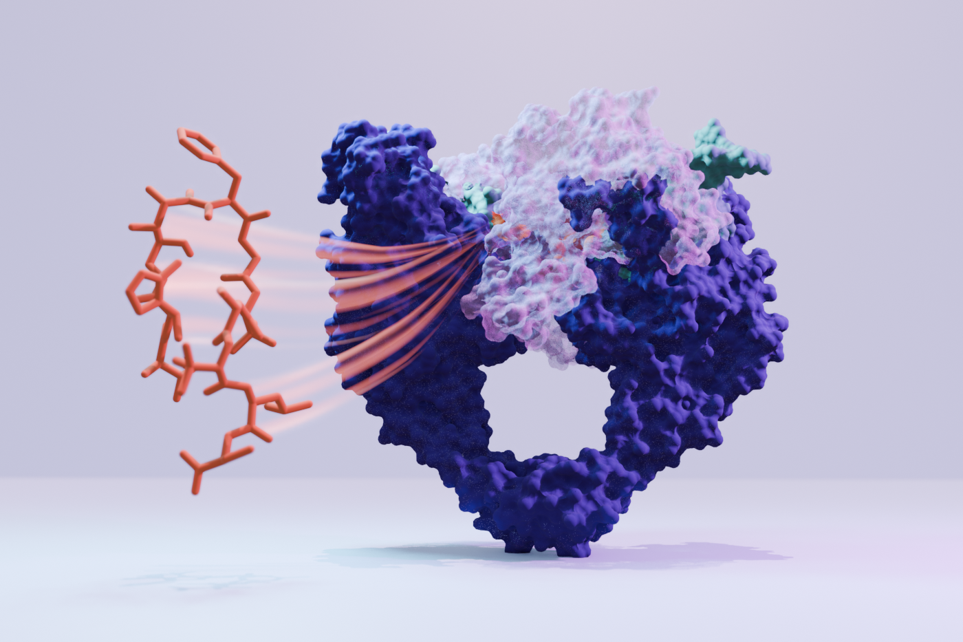 Visuelle Darstellung von Corramycin, wie es sich an DNA-Gyrase bindet 