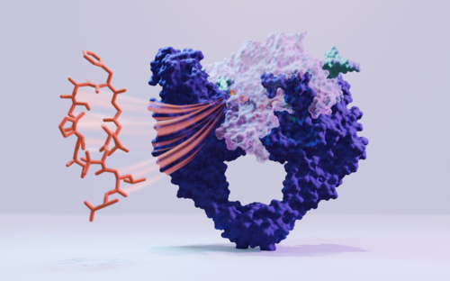 Visuelle Darstellung von Corramycin, wie es sich an DNA-Gyrase bindet 