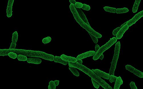 Green rod-shaped bacteria