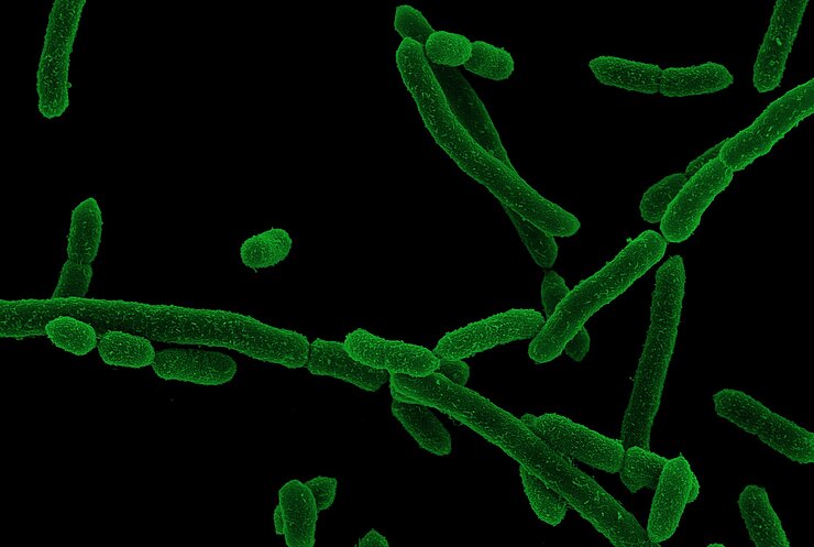 Green rod-shaped bacteria