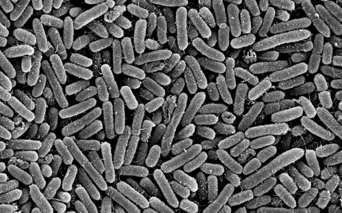 Elektronenmikroskopische Aufnahme von Pseudomonas aeruginosa 
