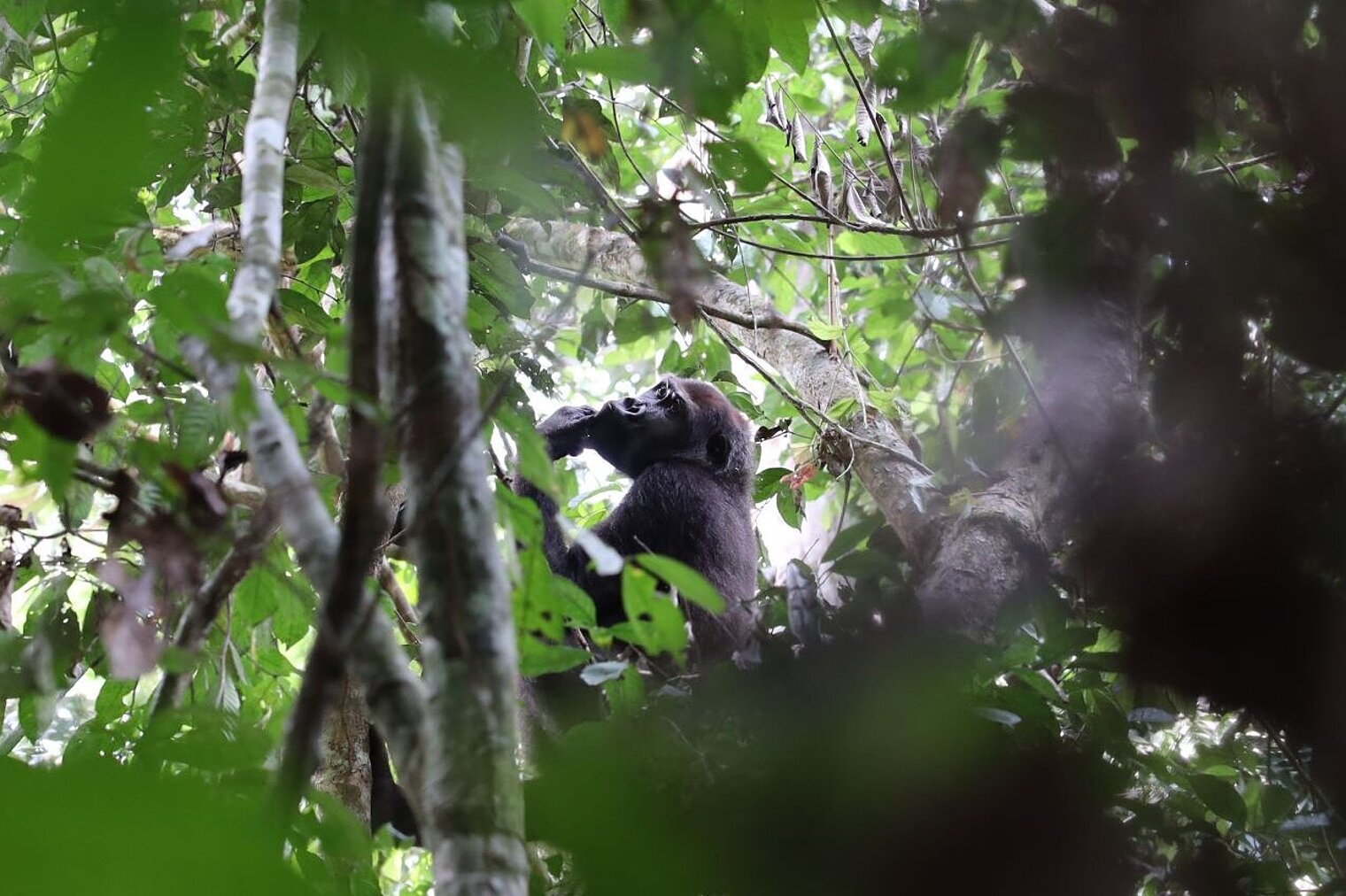 Blick auf Gorillas in ihrer natürlichen Umgebung