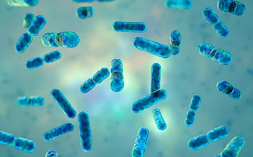 Darmmikrobiota und Antibiotika: Fehlendes Puzzlestück entdeckt