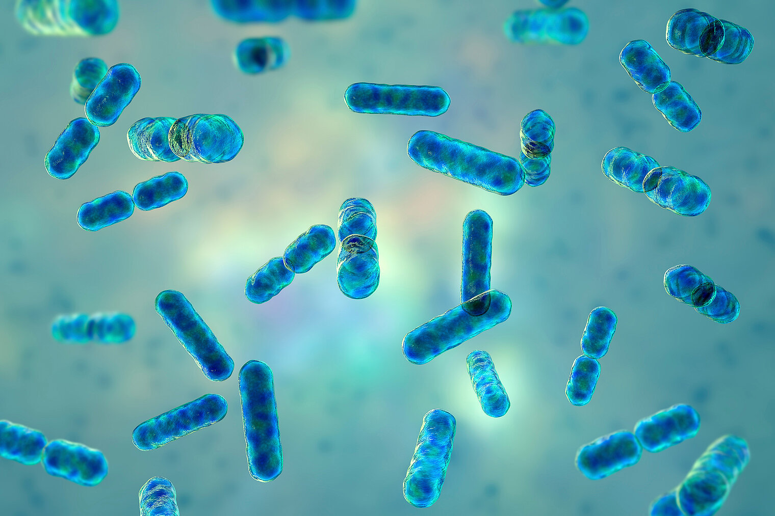 Bakterien der Gattung Bacteroides