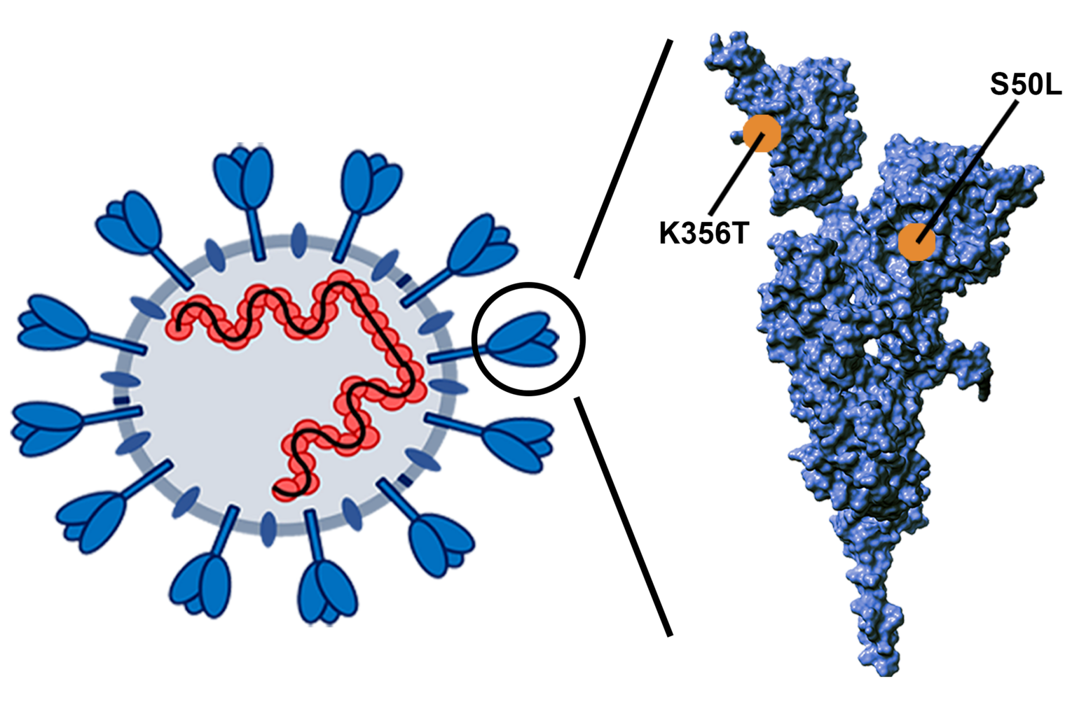 Spike protein of Pirola variant