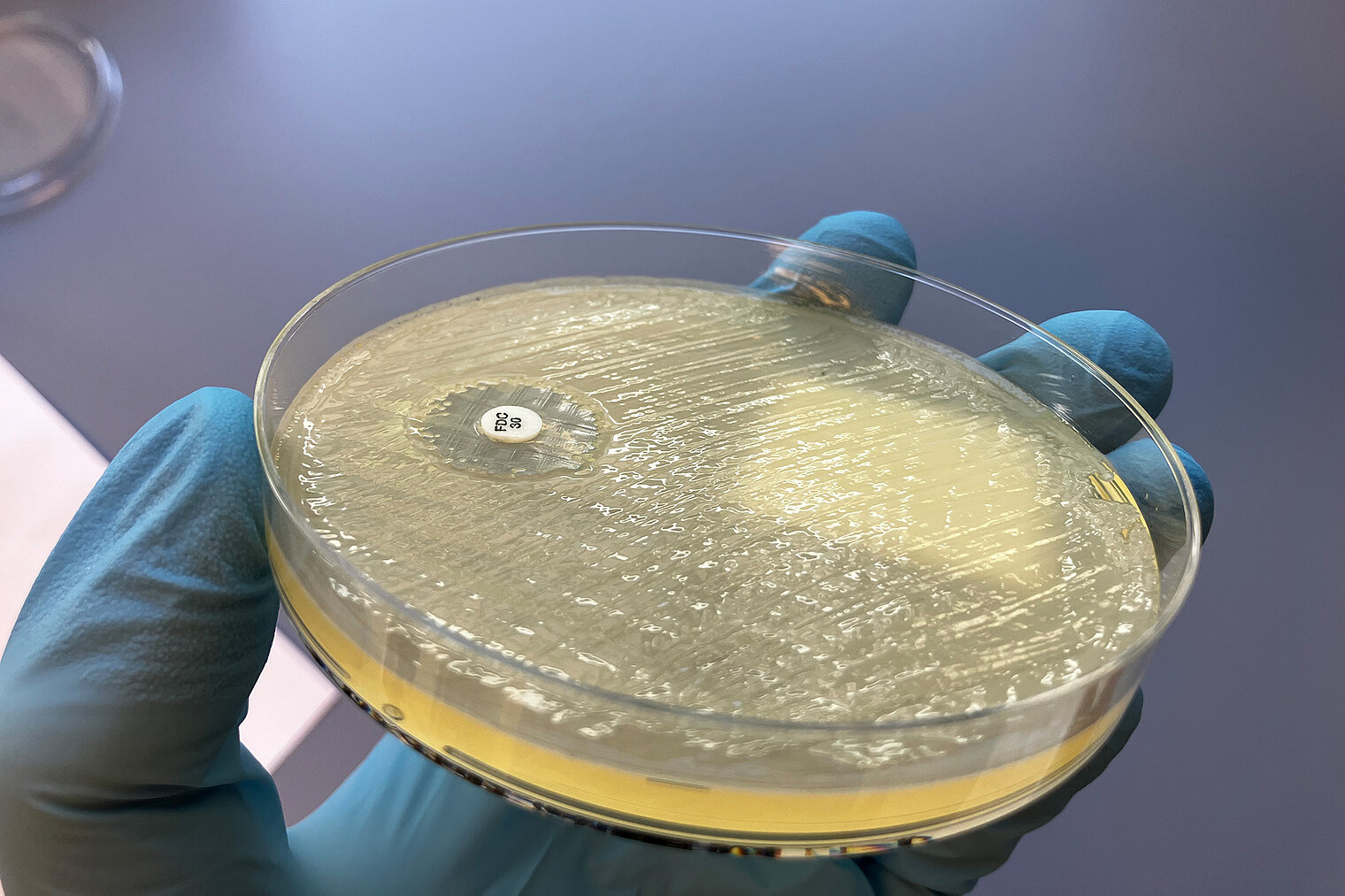Isolated bacteria