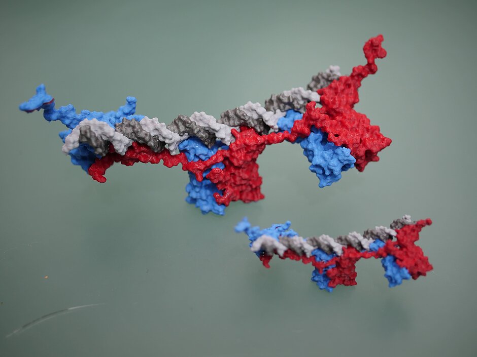 3D print model protein structure