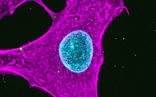Viruses under the super microscope: How influenza viruses communicate with cells 