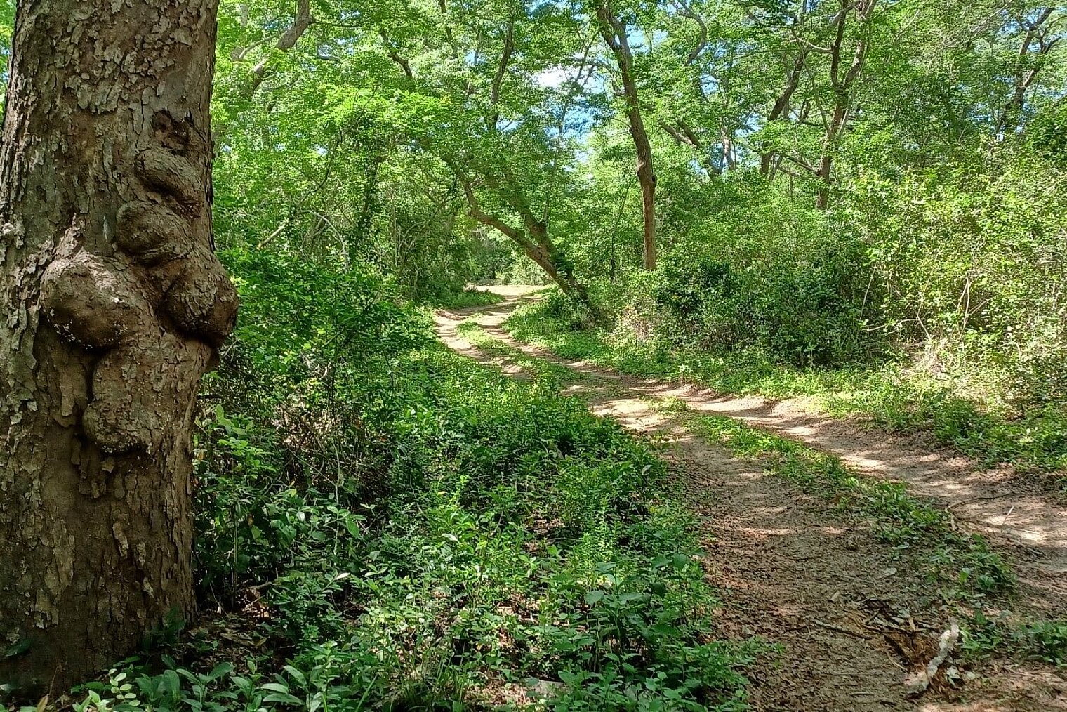 Straße im Wald