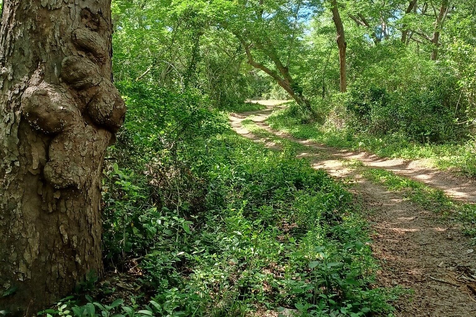Road in the forest