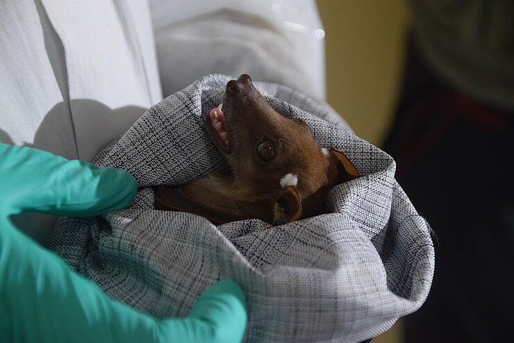 Flying fox during the examination