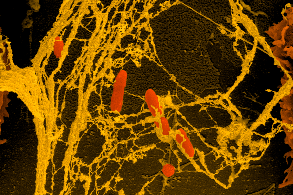 Pseudomonas