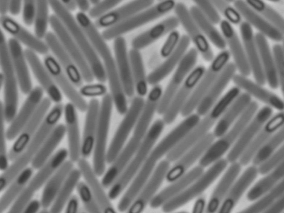 Microscopic image of rod-shaped bacteria