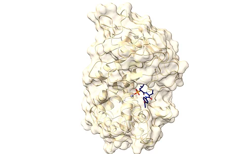 Research team develops active substance against germ that destroys the cornea of the eye