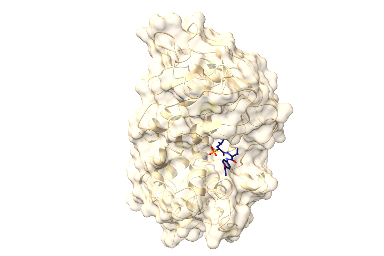 [Translate to English:] 3D-kontrastierte Oberflächenstruktur von LasB (beige) mit einem Inhibitor der 3. Generation (dunkelblau), der Zink (grau) bindet.