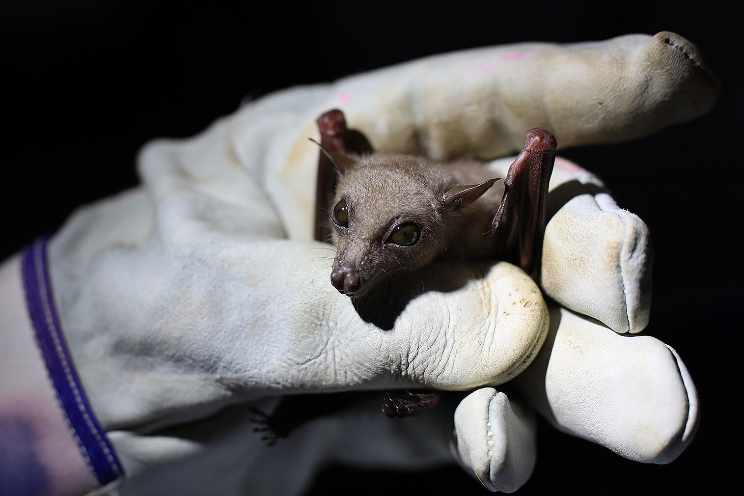 Bat held in the hand with a glove 