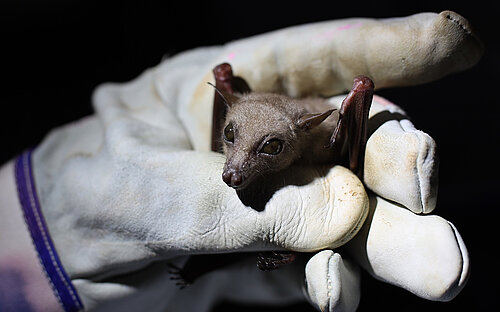 Bat held in the hand with a glove 