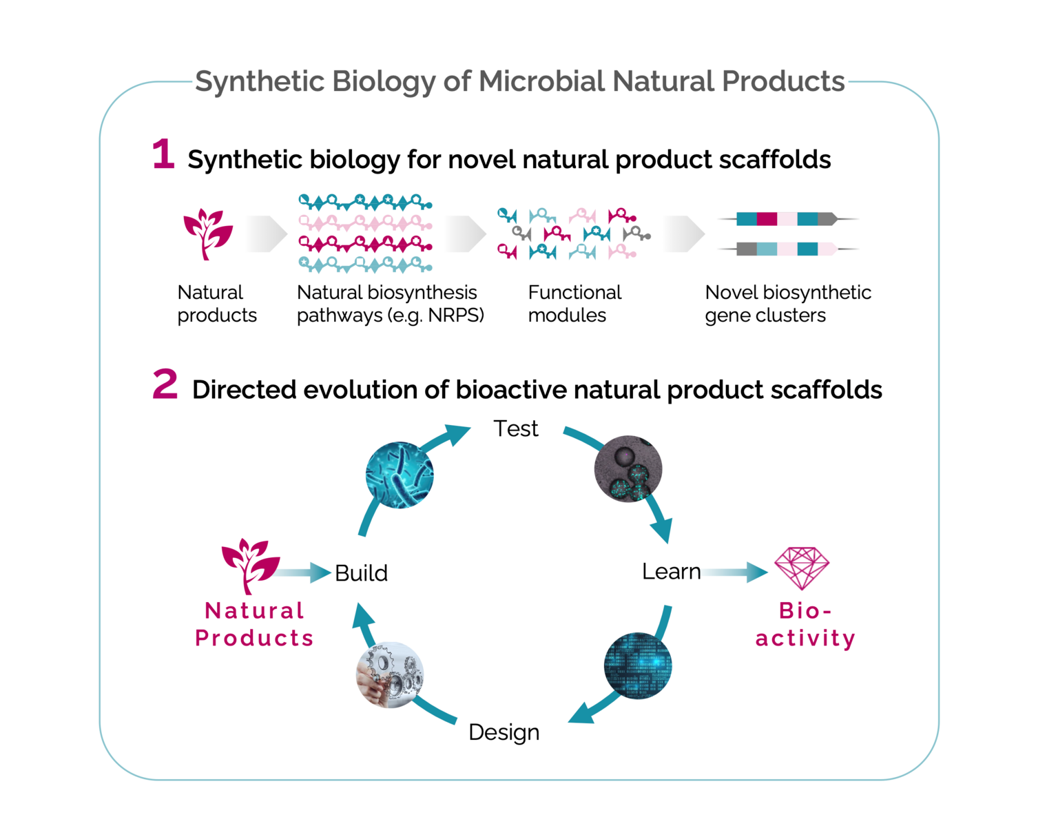 Projektabbildung der Gruppe "Synthetische Biologie von mikrobiellen Naturstoffen"