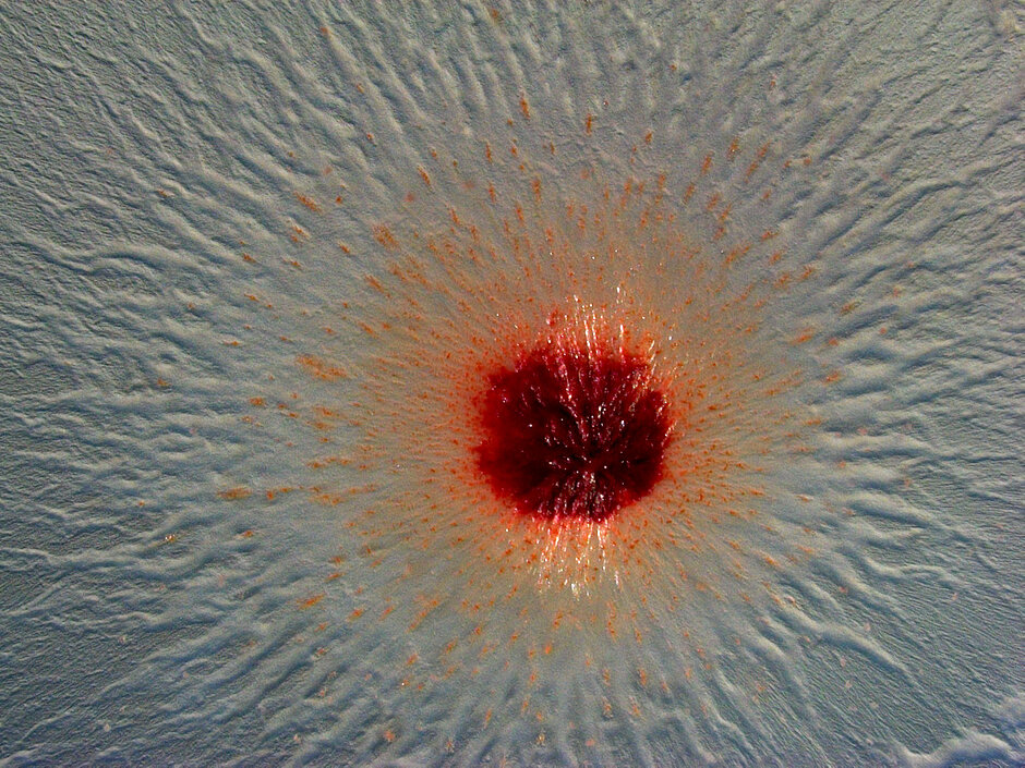 Myxobakterien