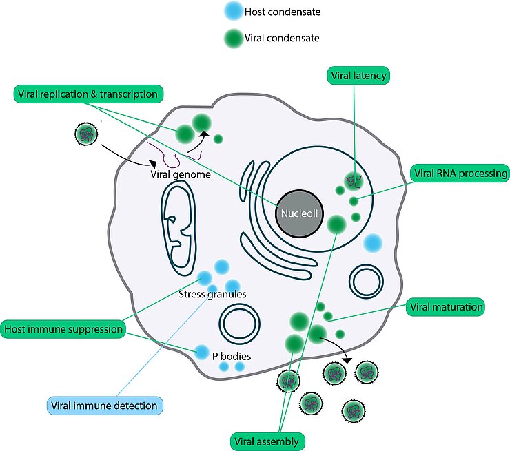 Overview of viral and host condensates in infected cells. 