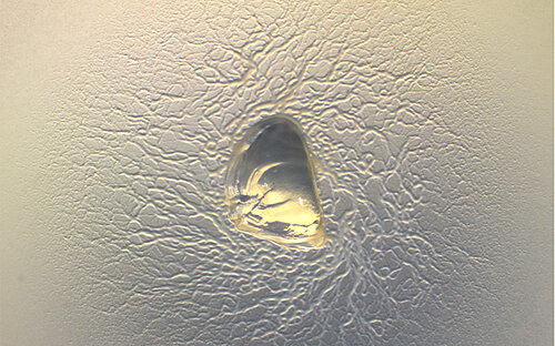 myxobacterium Cystobacterineae