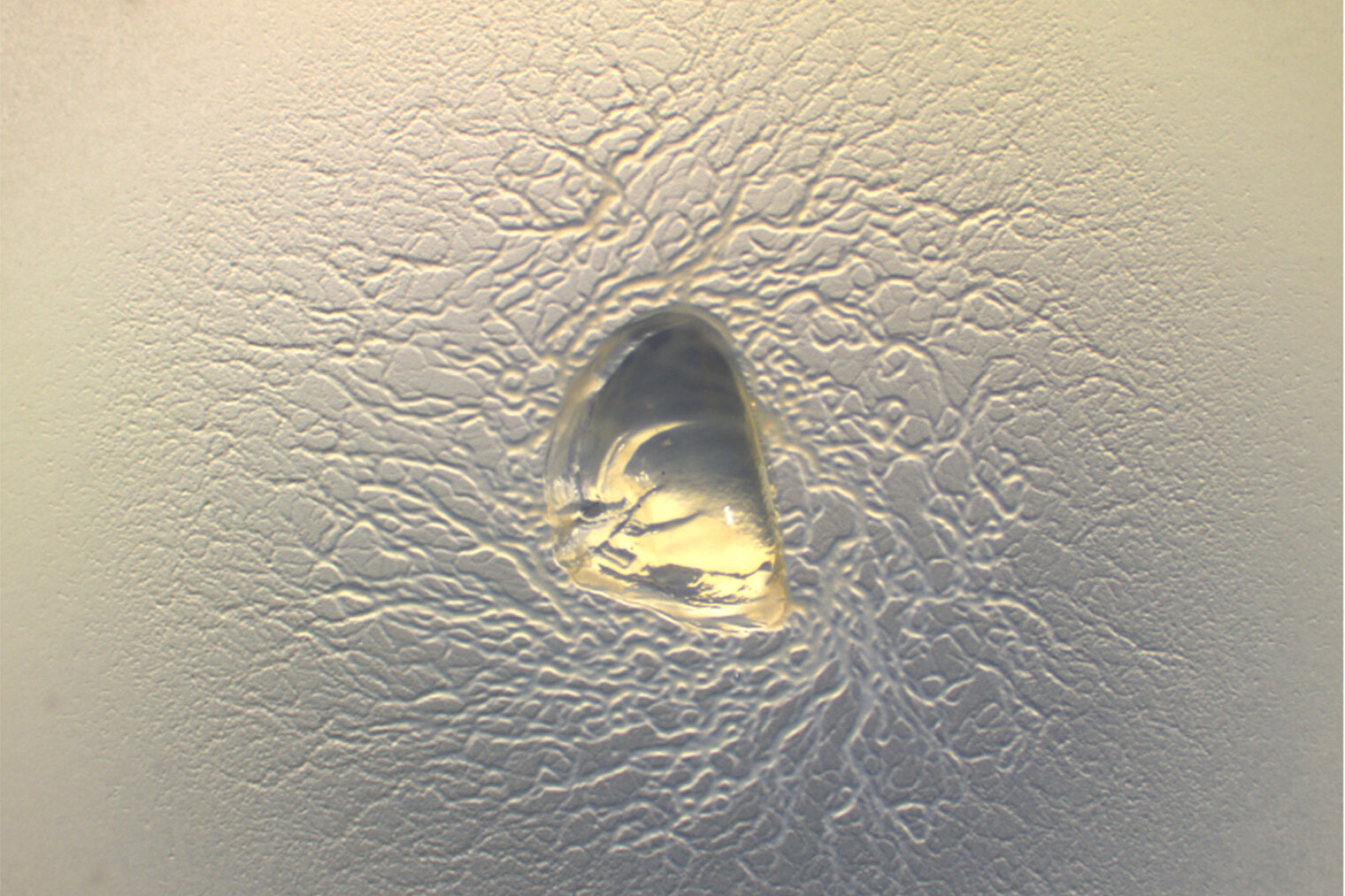 myxobacterium Cystobacterineae
