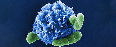 Regulatorische T-Zelle (blau) in Interaktion mit Bakterienzellen. 