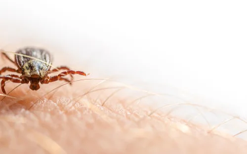 Studie zeigt: 3 von 100 Personen in Hannover haben Borreliose-Antikörper