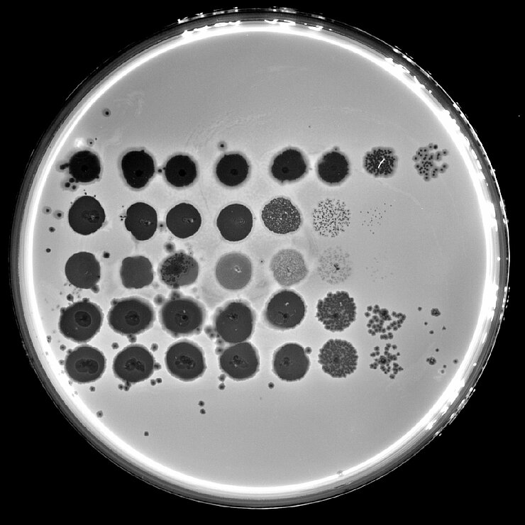 Zellrasen von Pseudomonas aeruginosa