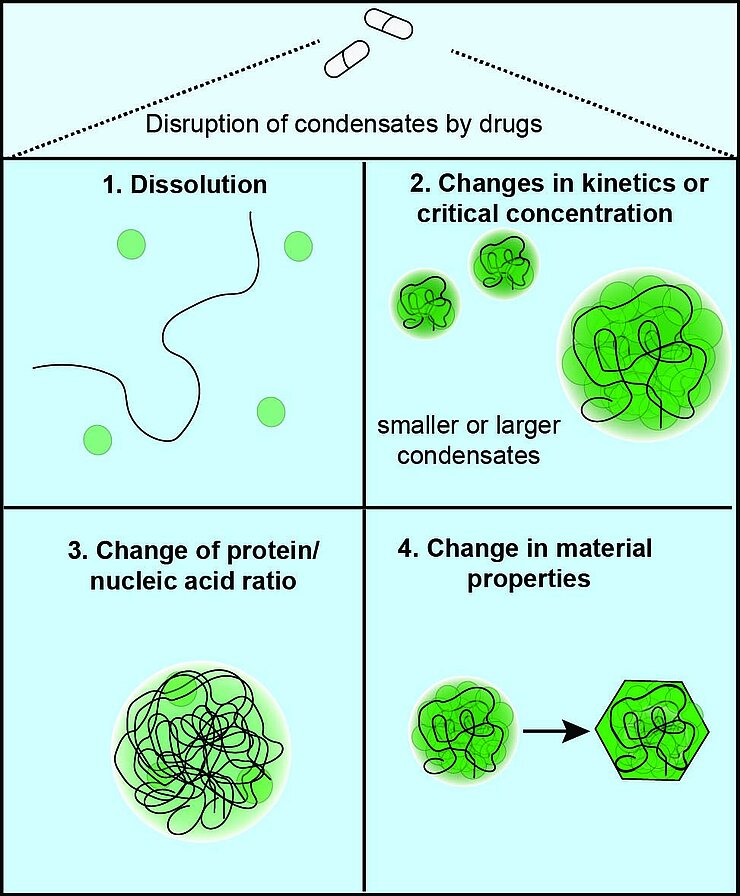 Potential mechanisms of drugs targeting viral condensates.
