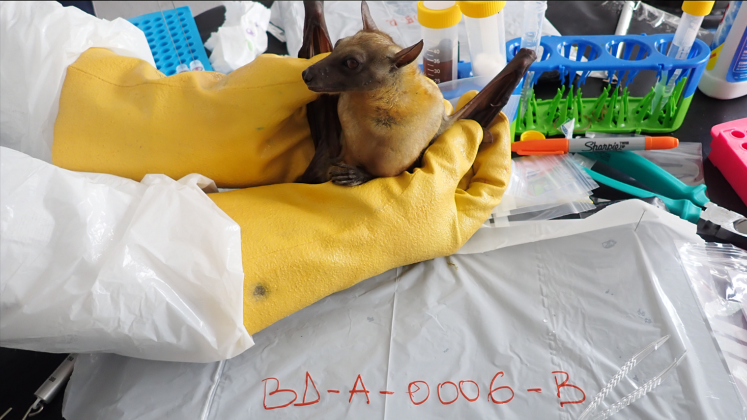Fruit bat during examination.