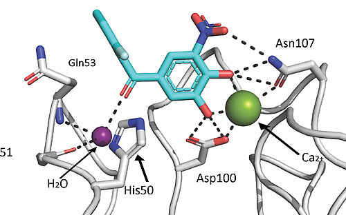 Crystal structure of LecA and tolcapone.