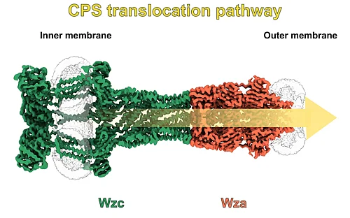 Molecular knitting machine for bacterial capsules in 3D