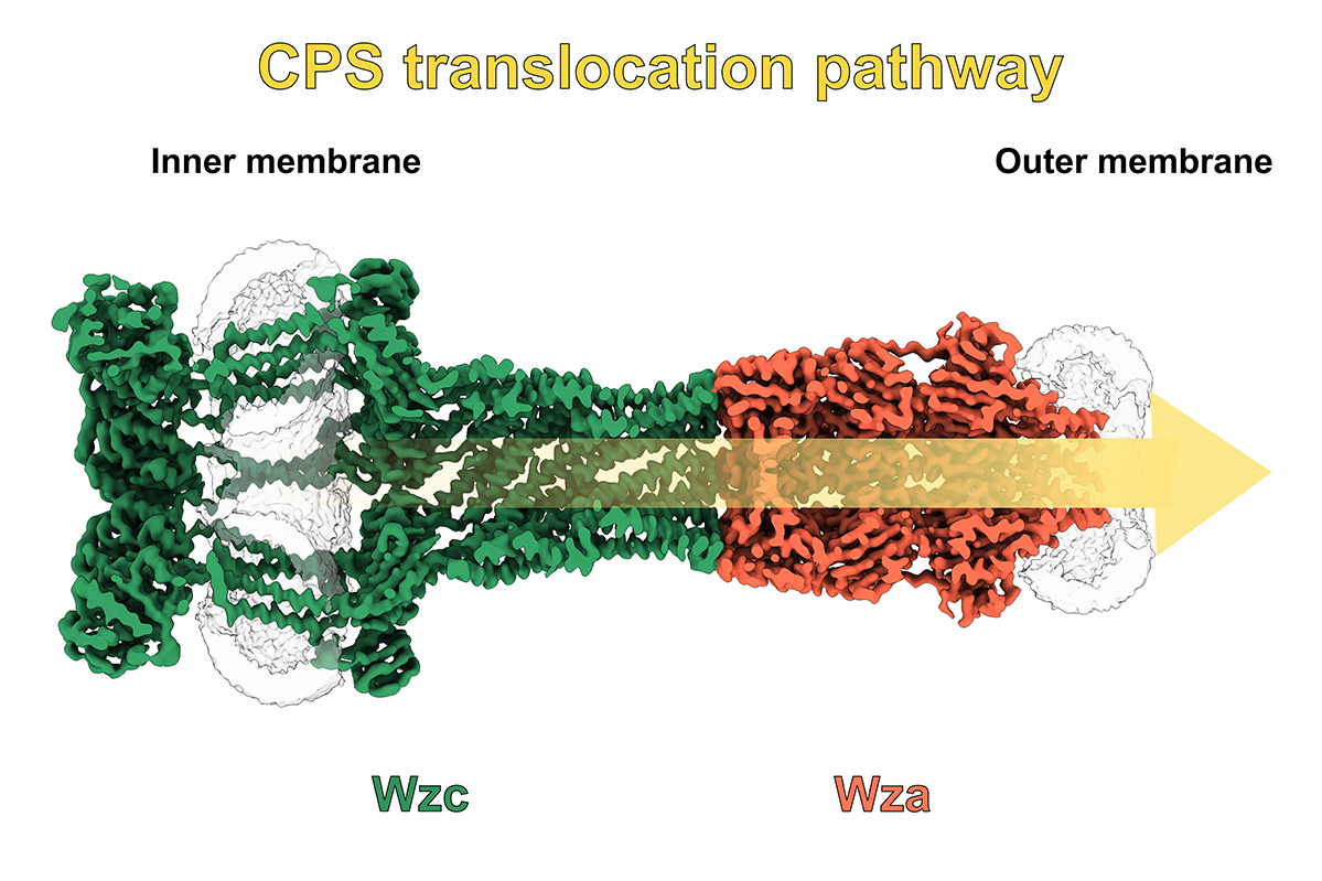 Querschnitt einer Kryo-EM-Struktur.