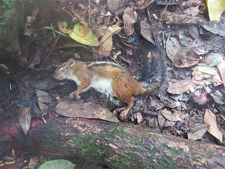 Totes Exemplar eines roten Feuerfußhörnchens am Waldboden.