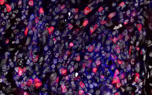 A tiny molecule with a big impact