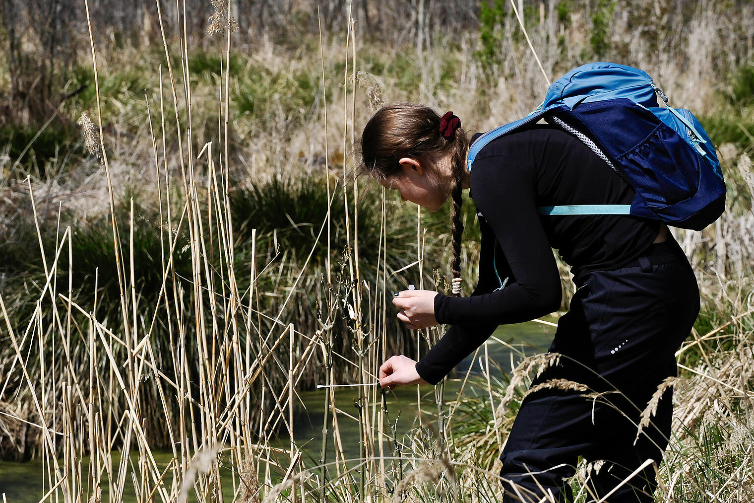 A woman with a backpack bends down and takes a sample in a peatland 