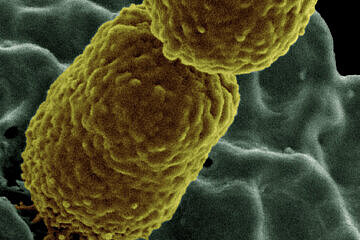 Klebsiella Bakterium