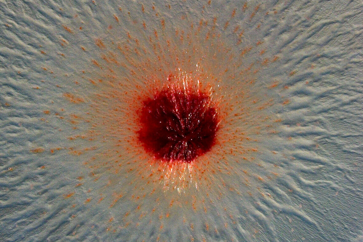 Mikroskopische Aufnahme einer Kolonie von Pendulispora rubella 