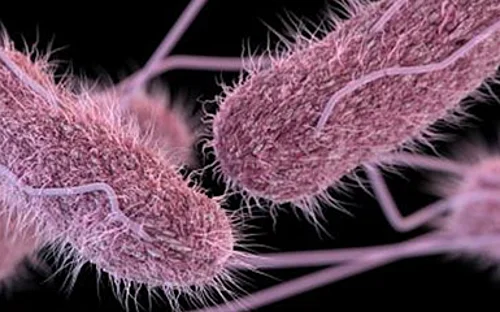 Bacteria alter their surface to infect host cells