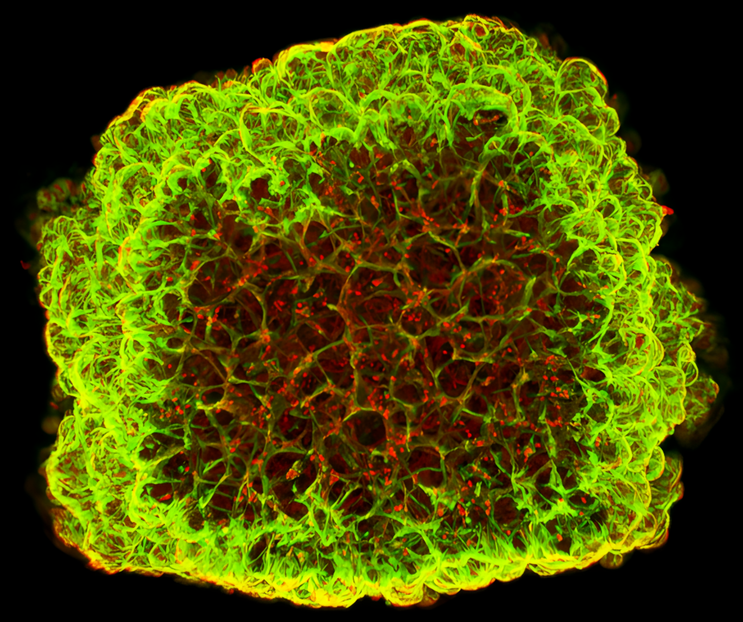 Organoid eines Blutgefäßes