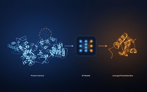 Schematische Grafik auf dunkelblauem Hintergrund, die den KI-gestützten Proteindesign-Prozess von links nach rechts zeigt. Links ist ein blau leuchtender Proteinkomplex aus Bändern und Helices zu sehen, in dem eine Region mit einer gestrichelten orangefarbenen Linie markiert ist. Der Pfeil führt zu einem Kasten mit einem Symbol für ein neuronales Netz aus blauen und orangefarbenen Knoten. Ein weiterer Pfeil führt zu einer goldfarbenen, neu erzeugten Proteindomäne aus Helices und Schleifen. Darunter stehen die Beschriftungen „Protein-Kontext“, „KI-Modell“ und „erzeugte Proteindomäne“. Bild KI-bearbeitet.
