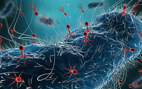 Phagenforschung: Gehackt!