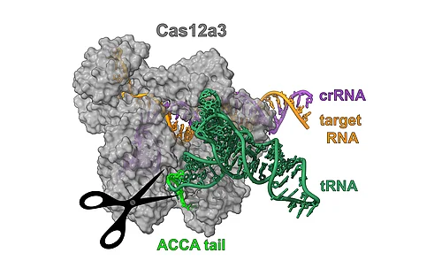 Beyond gene scissors: New CRISPR mechanism discovered