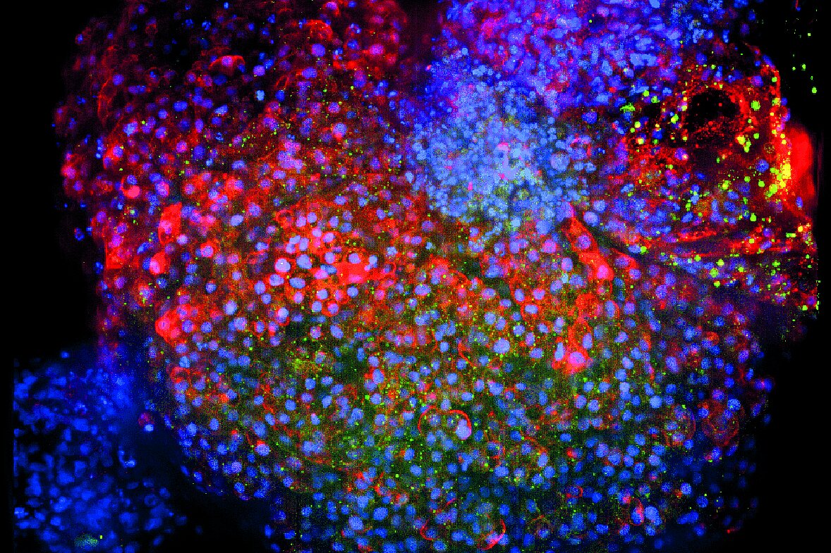Fluoreszenzmikroskopie eines Herz-Organoids mit Tubulin-Zellskelett (rot), Zellkernen (blau) und Herzmuskelzellen (grün)