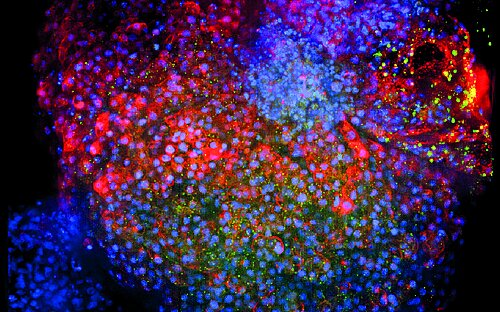 Fluoreszenzmikroskopie eines Herz-Organoids mit Tubulin-Zellskelett (rot), Zellkernen (blau) und Herzmuskelzellen (grün)