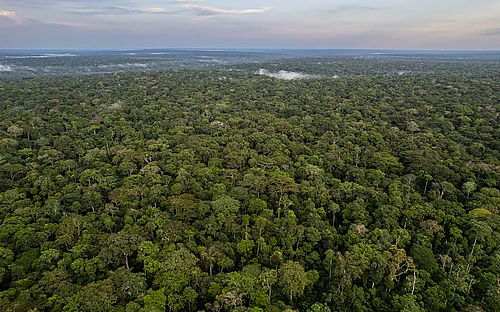 Dzanga-Sangha Day 2025 in the Central African Republic