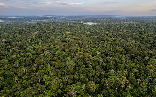 Dzanga-Sangha Protected Areas