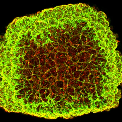 Organoid eines Blutgefäßes