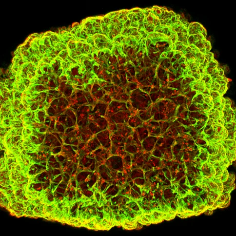 Blood Vessel Organoid